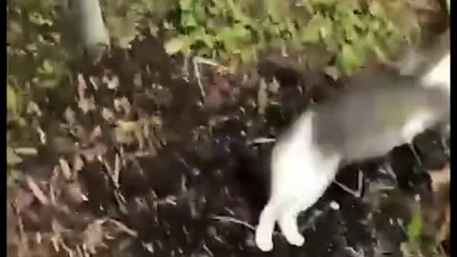 funny cat n dodgs