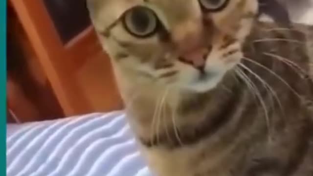 😆Cats and dogs fighting very funny😂|| Try not to laugh ||#shorts
