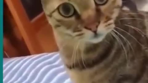 😆Cats and dogs fighting very funny😂|| Try not to laugh ||#shorts