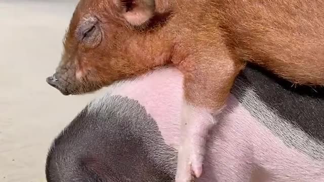 Pet pigs eat cabbage