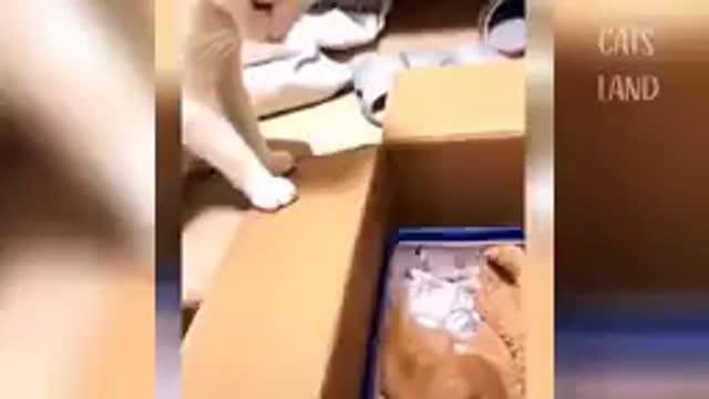 Playful cat and kitty