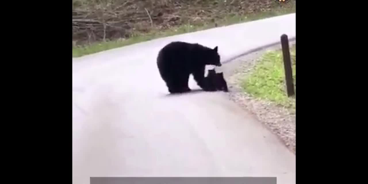 Mom bear crosses the road with 4 cubs