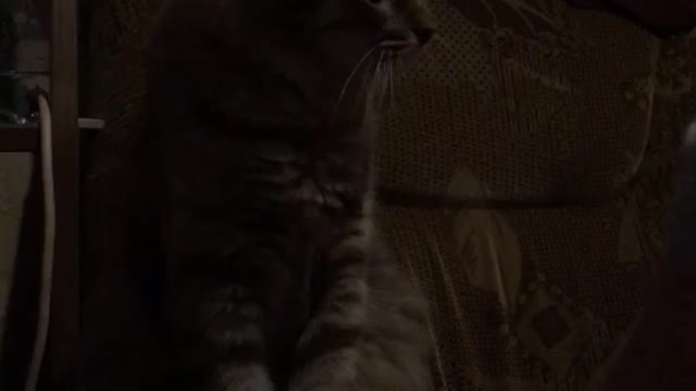 Cat learns the art of depilation