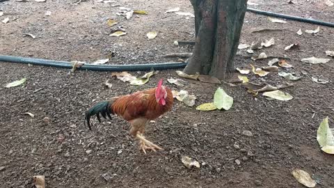 the rooster is mesmerizingly beautiful