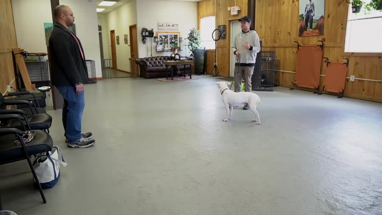 Extremely reactive pitbull + dog training