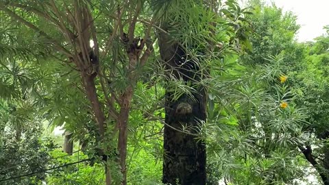 Beautiful Nature | Green view of my country in bangladesh