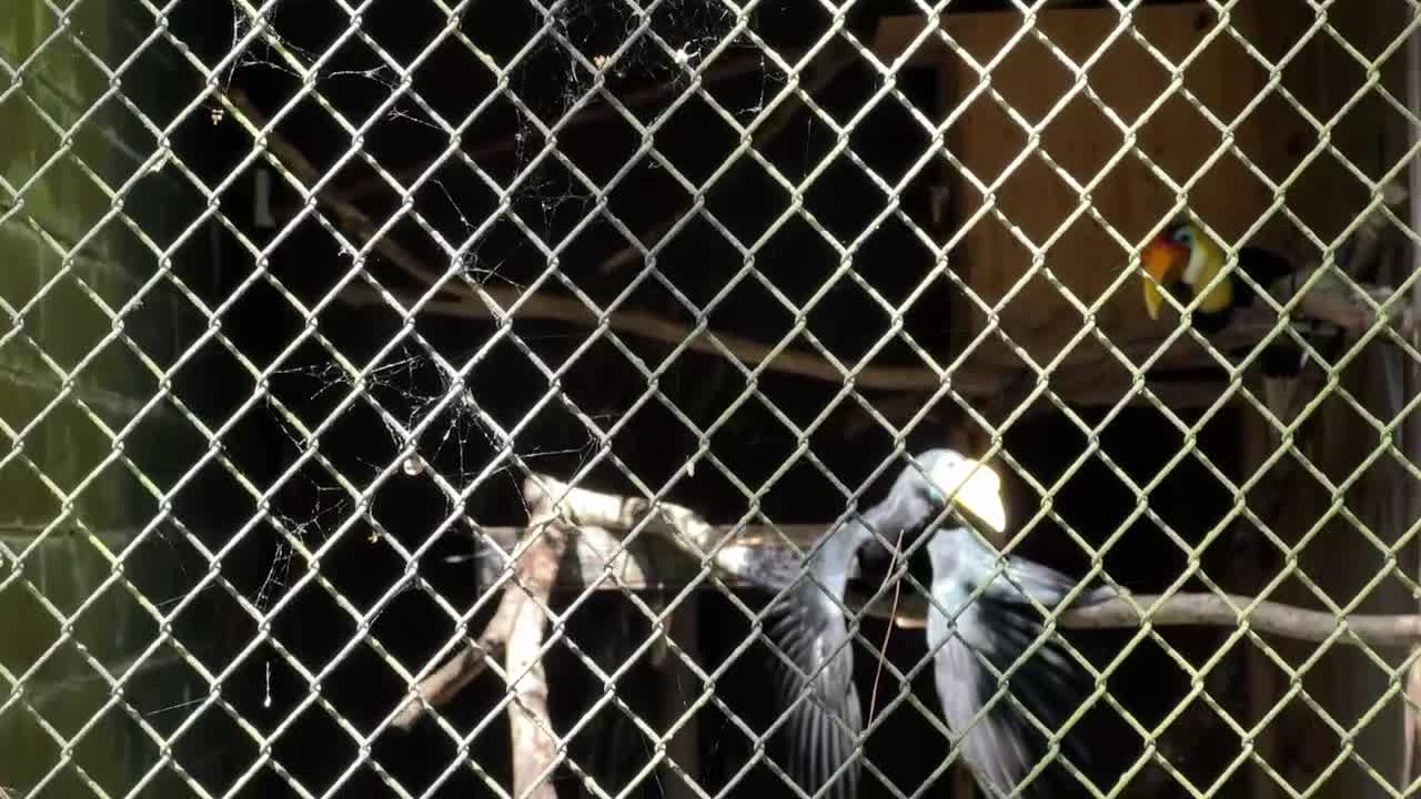 BIRD ON A SIESTA BATON ROUGE ZOO LOUISIANA USA