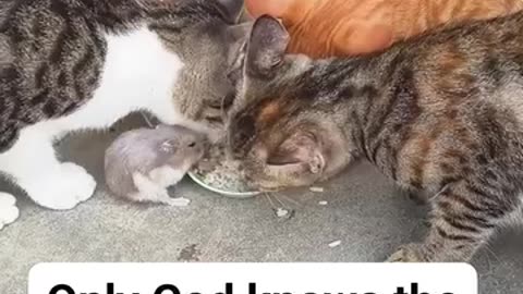 OMG RAT and CATS