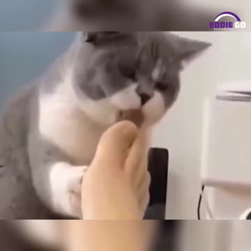 Hilarious 😸 Pets Caught in the Act! 😂