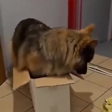 Wonder if this German shepherd grew up with cats