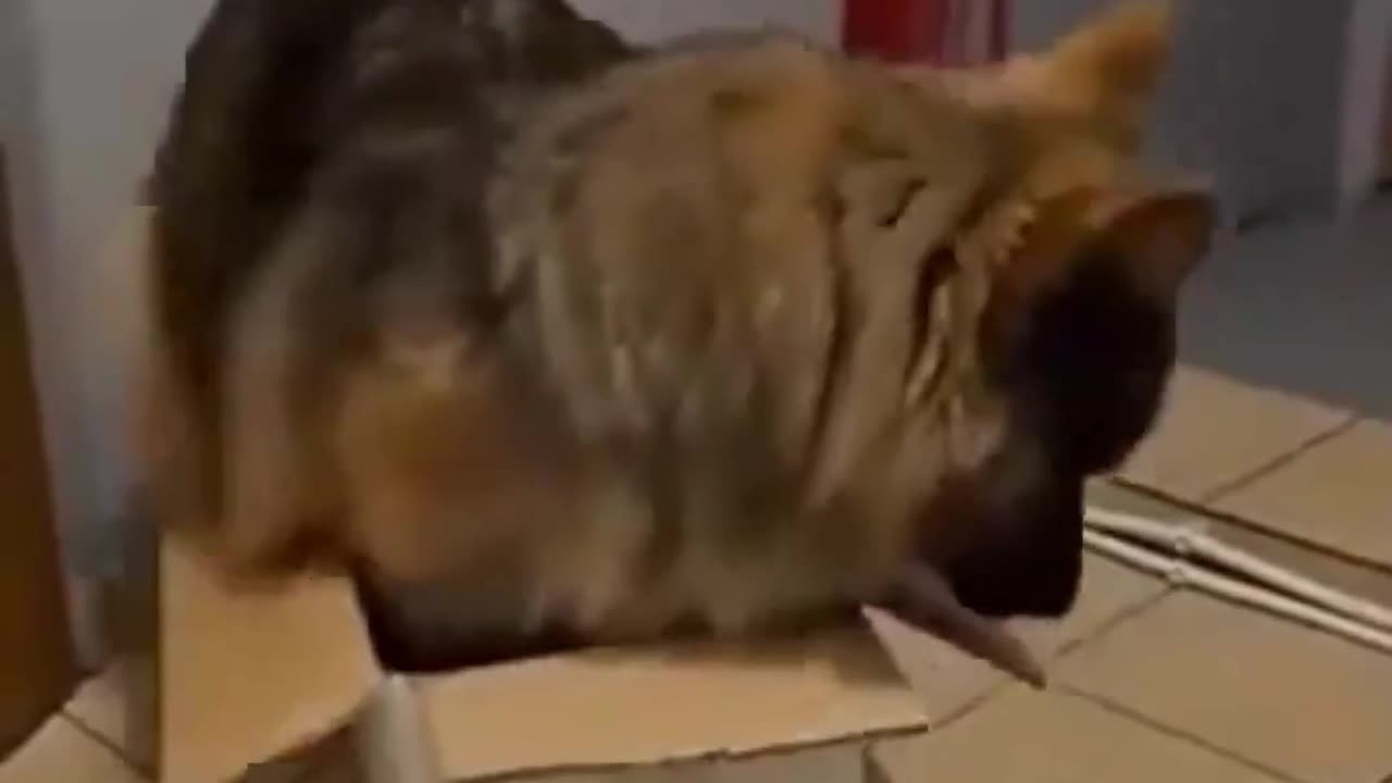 Wonder if this German shepherd grew up with cats