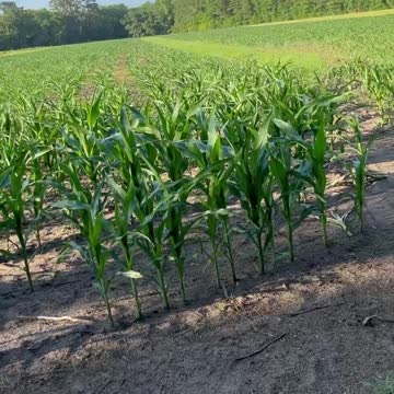 Lin Wood-Quiet!!! Baby corn below waiting for rain to grow!!!