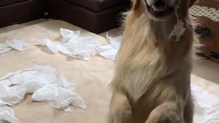 Golden Retrievers Cause Tissue Catastrophe