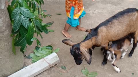My daughter and our goats.