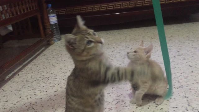 How do two cats play with each other