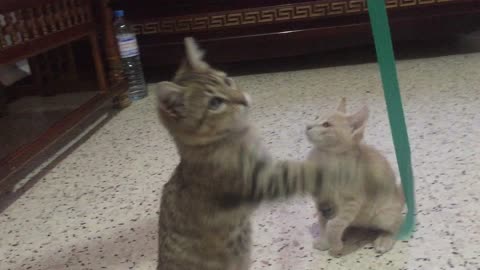 How do two cats play with each other