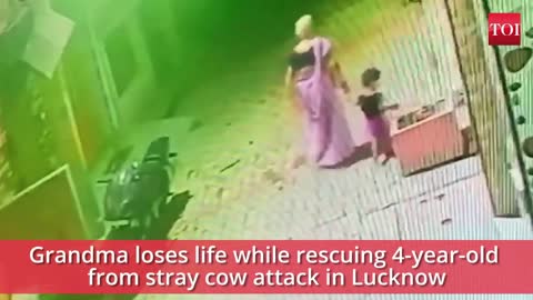 Grandma loses life while rescuing 4-year-old from cow :On cam