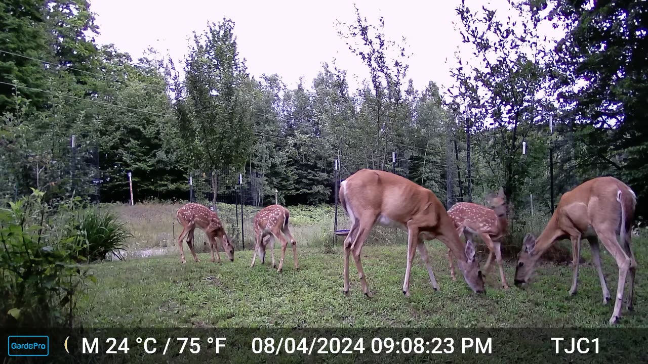 2 Does / 3 Fawns (3)