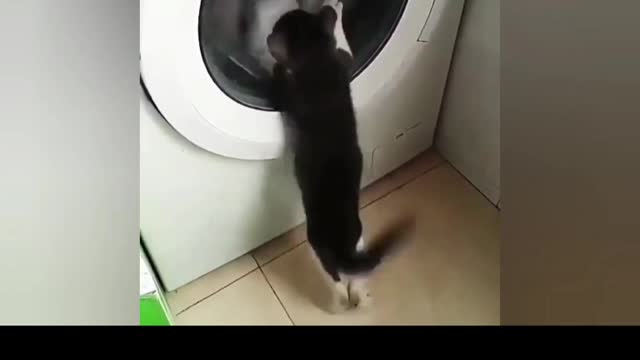 //Best Funny Cats🐈 😻 //😃🤩#Video #