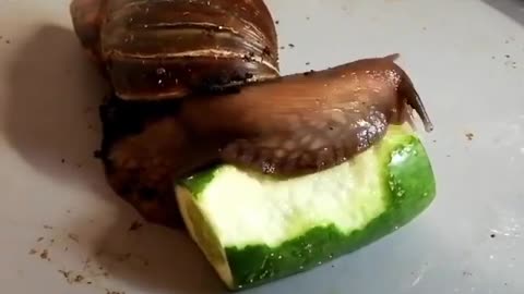 Snail Eating Cucumber