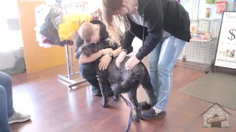 Labradoodle Grooming