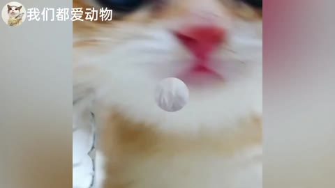 Cute little tits cat