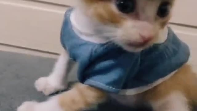 FUNNY CAT