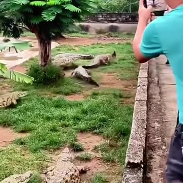 CROCODILE ATTACK HEN FOR EAT,VIRAL,
