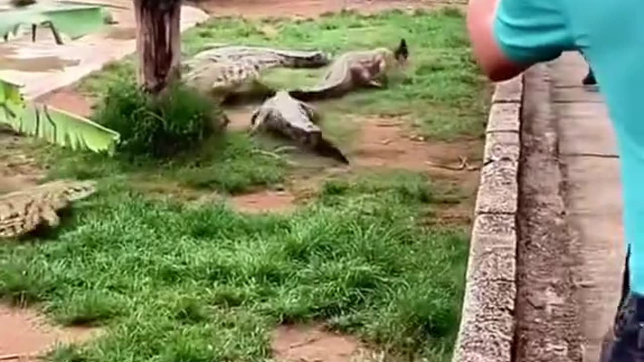 CROCODILE ATTACK HEN FOR EAT,VIRAL,