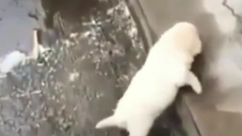 barking dog