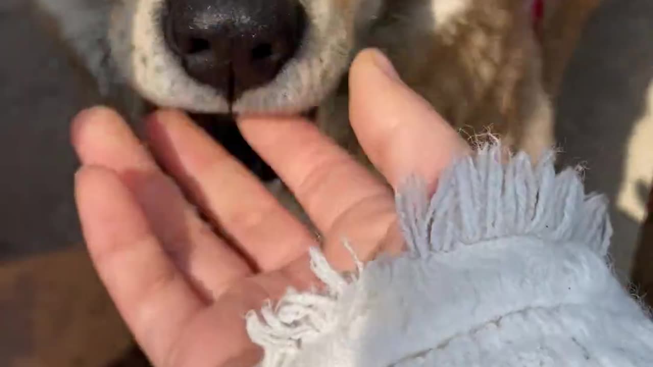 Puppy playing with owner