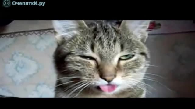 Zombie cat