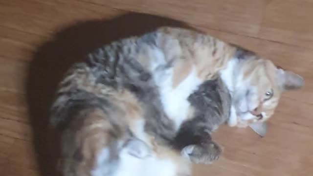 Sleepy vs Play