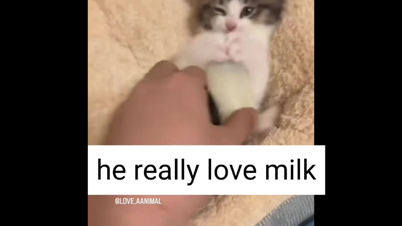 Cut cat want milk