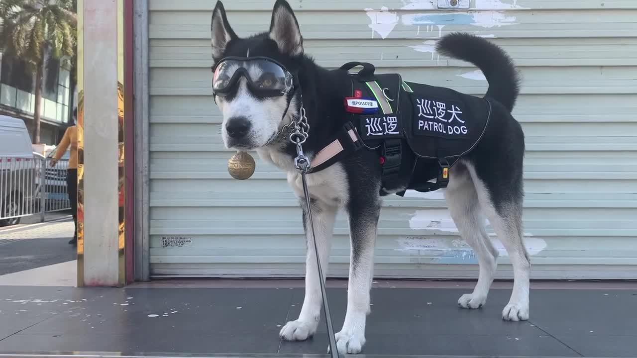 Ha ha, handsome police dog.