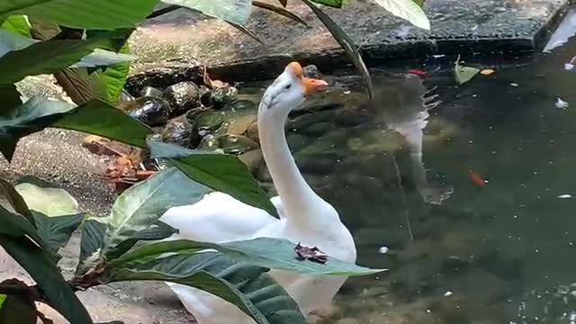 A big white goose hiding behind a tree