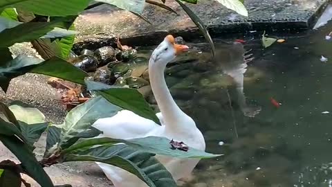 A big white goose hiding behind a tree