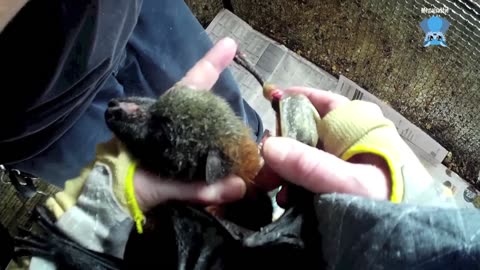 Rescuing a flying-fox on the ground this is Persi