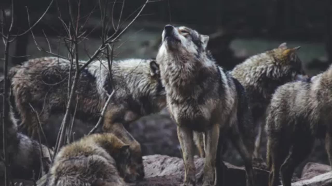 The Dance with Wolves