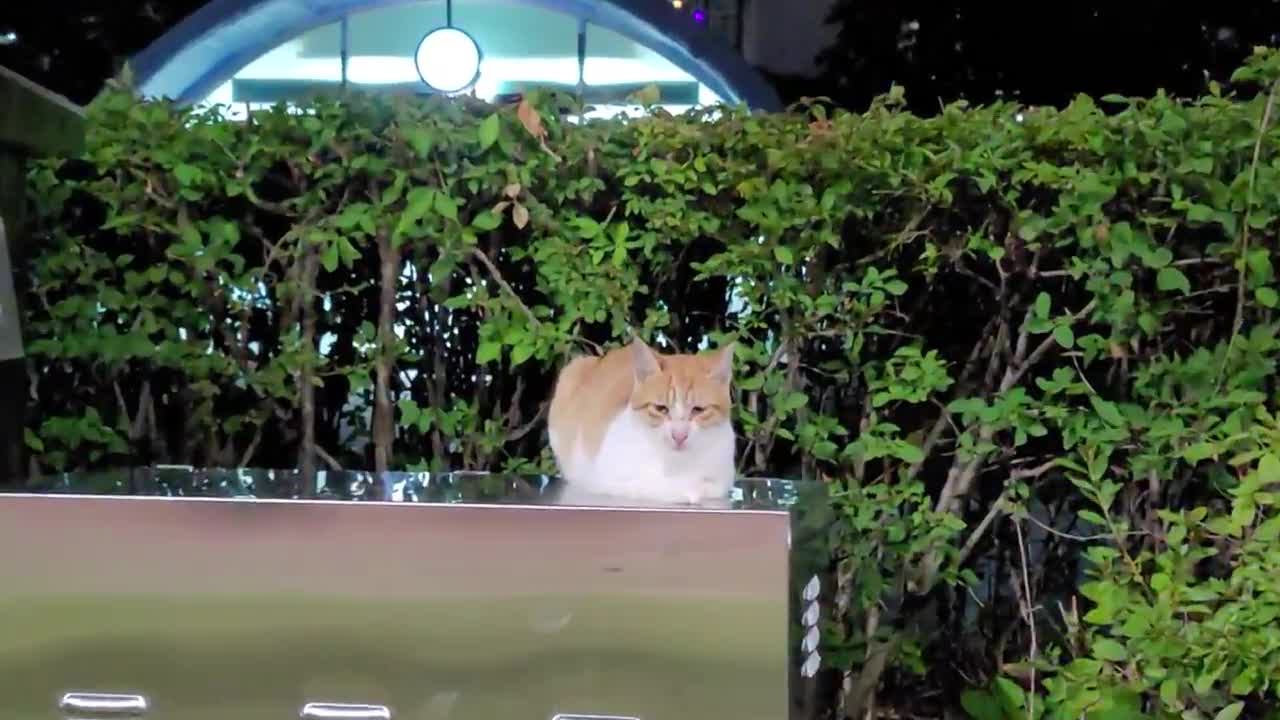 A cat sleeping in a park that doesn't care about people