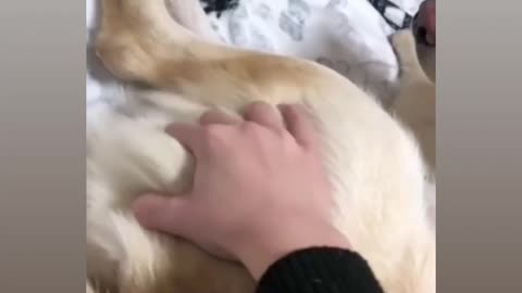 Most funny moment for dog lovers 🤣🤣😂🤣🤣