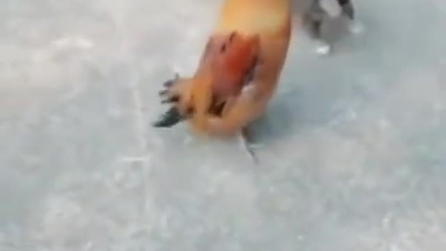 (Must see) > Funny dog fights with chicken😂😂