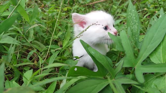 The sound of a baby cat calling its mother..that was amazing!!