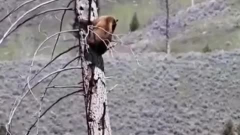 At first I just thought, why is this little bear climbing so high? To escape capture