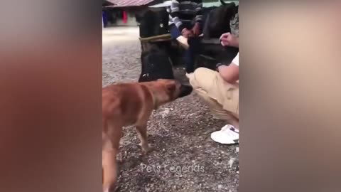 Very Funniest Animal
