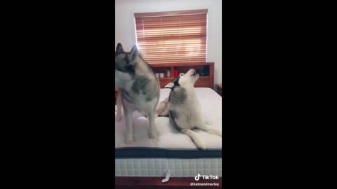 Funny animal videos 😁 - Funny cats/dogs - Funny animals