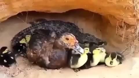 Duck saved crocodile egg