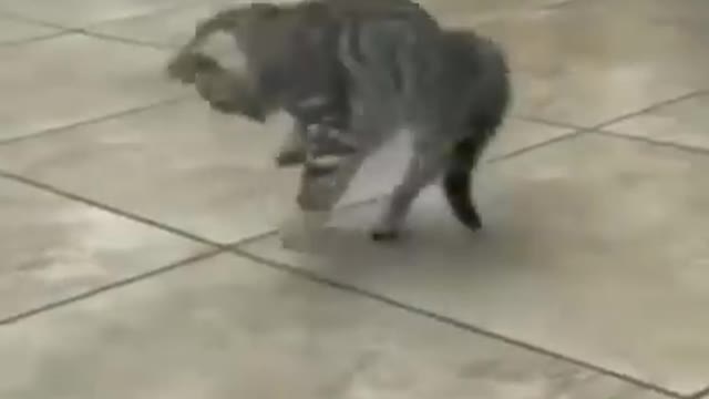 cute cat