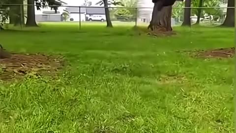 Funny animals
