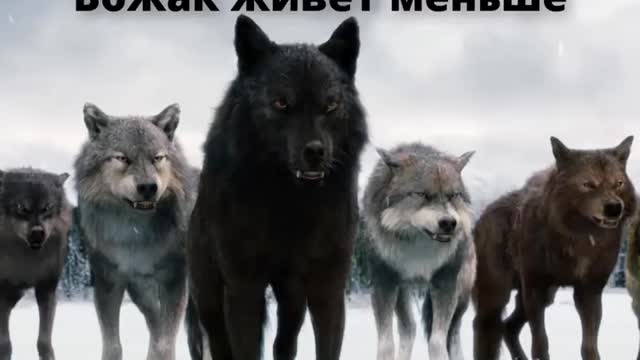 How does a pack of wolves move? The biggest and strongest wolves in the world